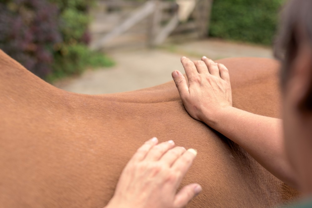 Paardensportmassage
